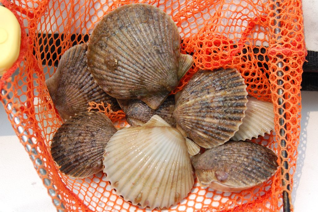 Treasure Hunting for Scallops